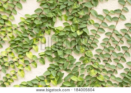 Coatbuttons Or Mexican Daisy On The Wall.