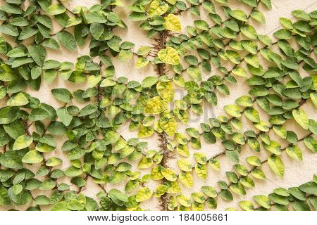 Coatbuttons Or Mexican Daisy On The Wall.