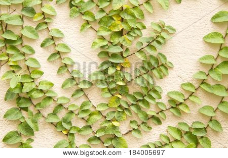 Coatbuttons Or Mexican Daisy On The Wall.