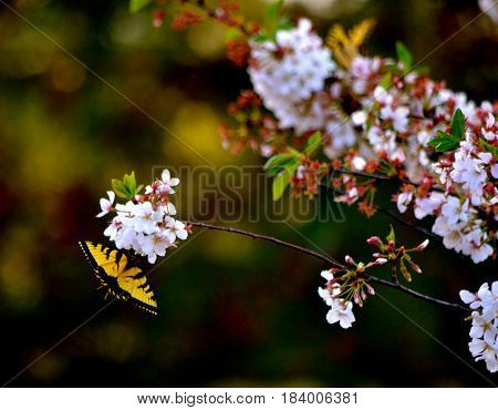 Cherry Tree Branch with yellow and Black  butterfly on Flower.