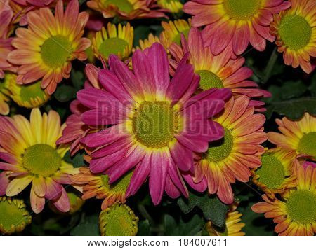 Perenial Gaillardia (Blanket flower) Close up
reddish and purplish perennial wild flower also called blanket flower