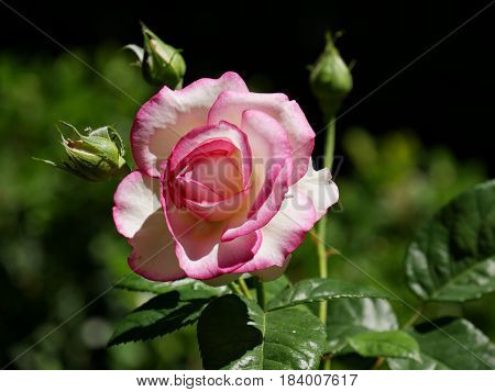 white rose with pink tips, front view
Front view of white blooming rose