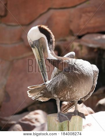brown pelican 
A brown pelican scratches its back with its beak