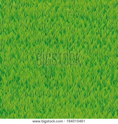 Green Grass Seamless Pattern