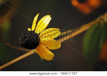 Rudbeckia triloba is a plant native to the United States.