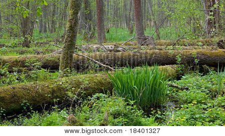 Springtime ยืนพื้นที่ชุ่มน้ำป่า Bialowieza