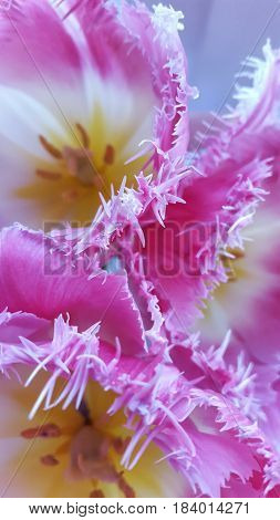 Closeup Of Pink Primrose Flowers.Spring is beautiful