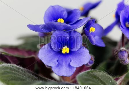 Macro photo of a flower of an African violet (Saintpaulia ionantha)