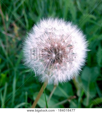 Dandelion fluffy tender white summer flower in summer