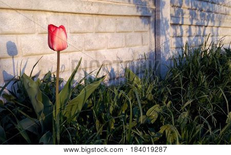 Tulip soda scarlet red fresh and blooming