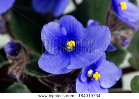 Macro photo of a flower of an African violet (Saintpaulia ionantha)
