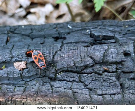 Red beetle on a burned-out tree on a spring sunny day