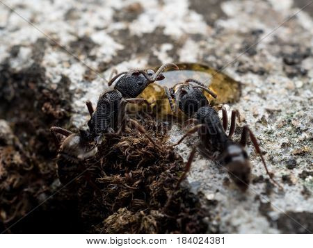 Close-up image of worker Odontoponera denticulata ants eating honey
