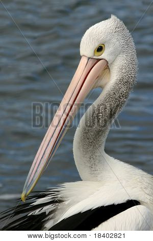 schöne Pelikan am Meer