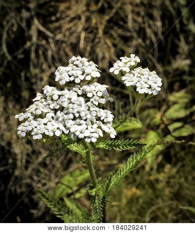 White Wild Flowers in the fields of a western valley.