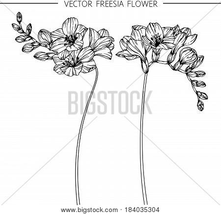Freesia flowers drawing and sketch with line-art on white backgrounds.
