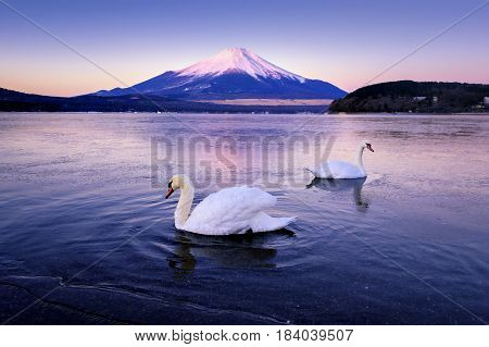 Two Swans swimming with Beni Fuji Mountain Background in Yamanaka Lake, Japan
