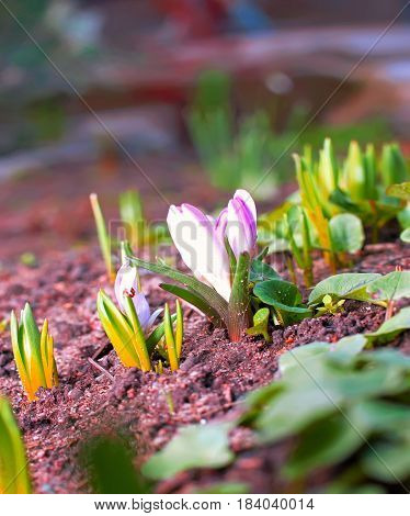 Snowdrop Flowers Blooming In Winter