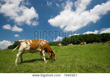 Krávy na zelené louce