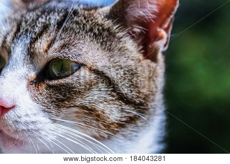 Stray cat staring into the theop outdoors