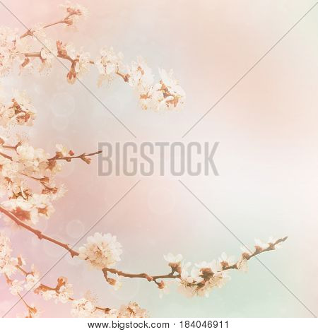 Abstract seasonal spring floral background. Blooming tree branches with apricot white flowers. For easter greeting cards with copy space
