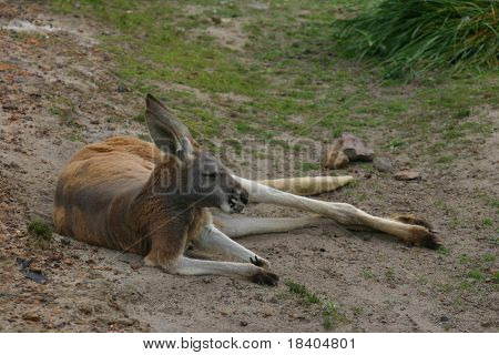 Red Kangaroo hvile