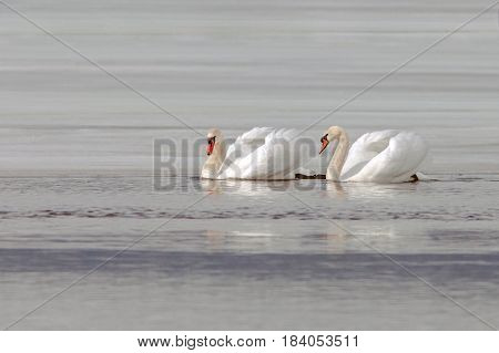 Graceful Swans On The River In Early Spring
