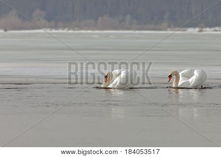 Graceful Swans On The River In Early Spring