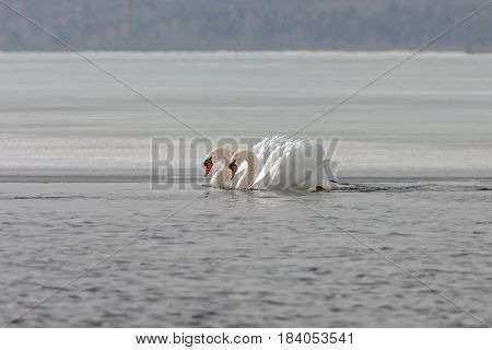Graceful Swans On The River In Early Spring