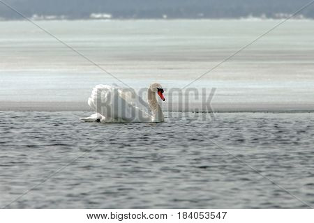 Graceful Swans On The River In Early Spring