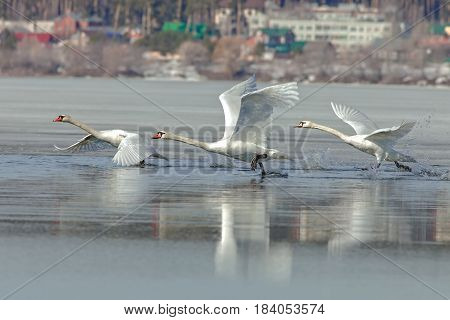 Beautiful Swans Flying Over The River