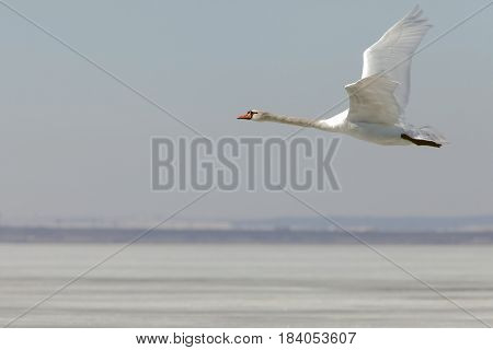 Swans In Flight