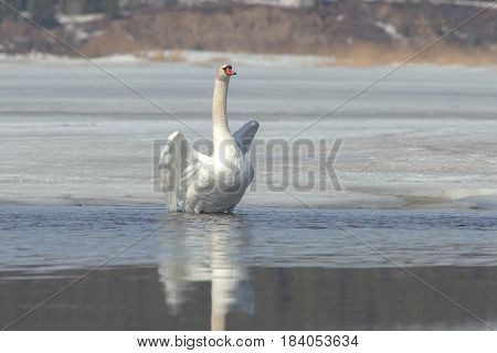 Graceful Swans On The River In Early Spring