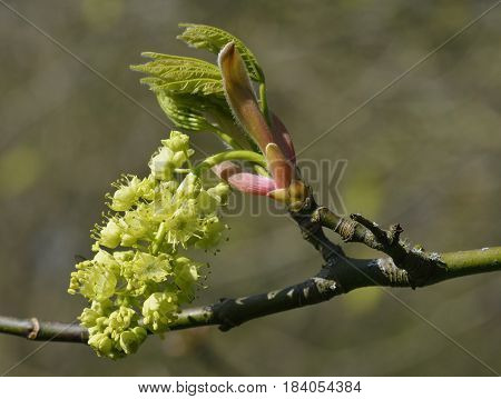 Oregon Or Bigleaf Maple