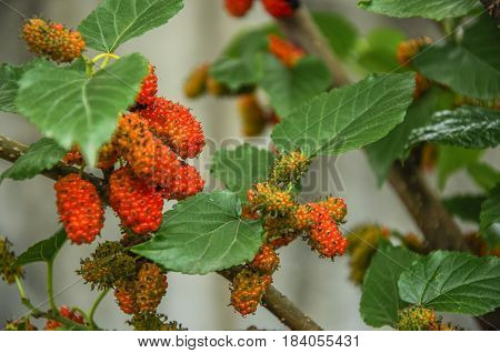 The mulberry fruits on the tree closeu