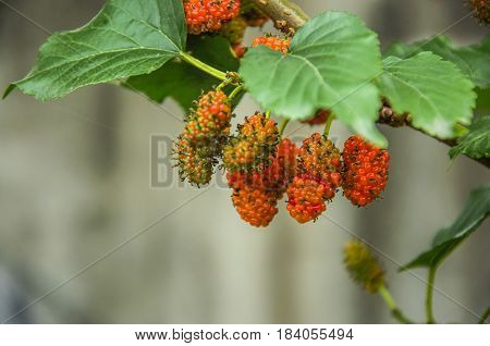 The mulberry fruits on the tree closeu