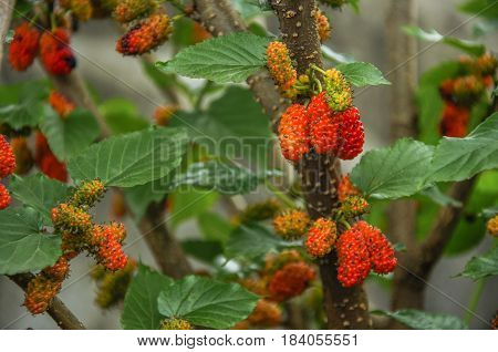 The mulberry fruits on the tree closeu
