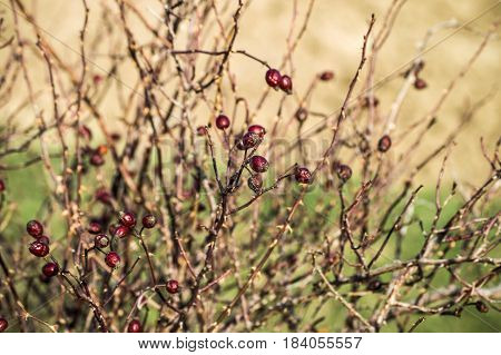 Rosehips in the rosehip tree with plenty of vitamins
