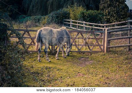 Horse  grazing by a fence in The New Forest, Hampshire, K