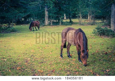 Horses grazing in the New Forest, Hampshire, UK.