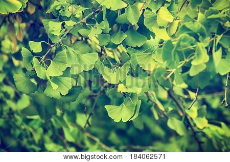 Green and yellow fall leaves of Gingko Biloba - healing plant, nature vintage background