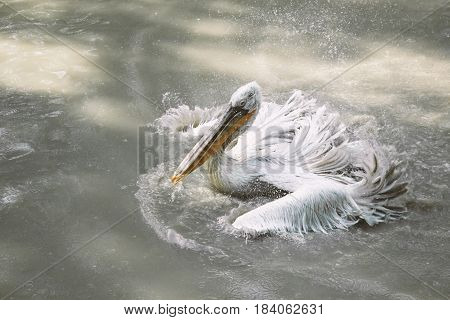 White Pelican splashes water. Bird swimming on lake