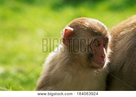 Japanese macaque in forest. Child snow monkey. Endengeraged animal from IUCN. Little baby makak. Japan monkey.