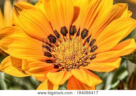 Macro shot of orange flower. Closeup. Background