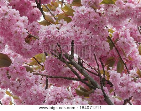 soft pink spring cherry blossom with green leaves