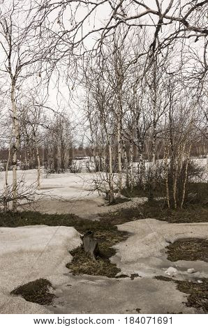 Birch trees without leaves in early spring. March