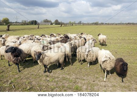 flock of sheep in dutch meadow near woudenberg in the province of utrecht with willows and farm in the background and clouds in the sky