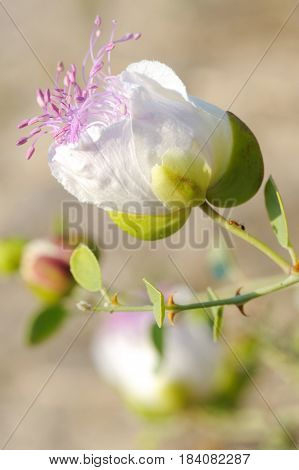 Capparis Spinosa (capers)