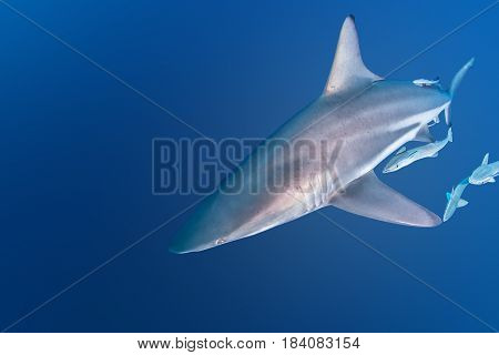 Oceanic Blacktip Shark at Protea Banks, South Africa