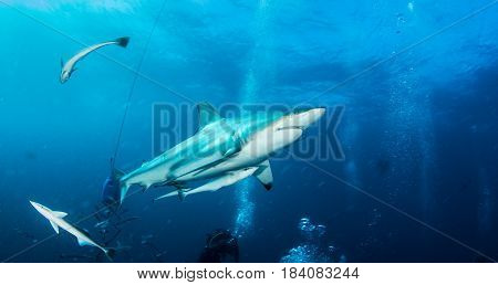 Oceanic Blacktip Shark at Protea Banks, South Africa